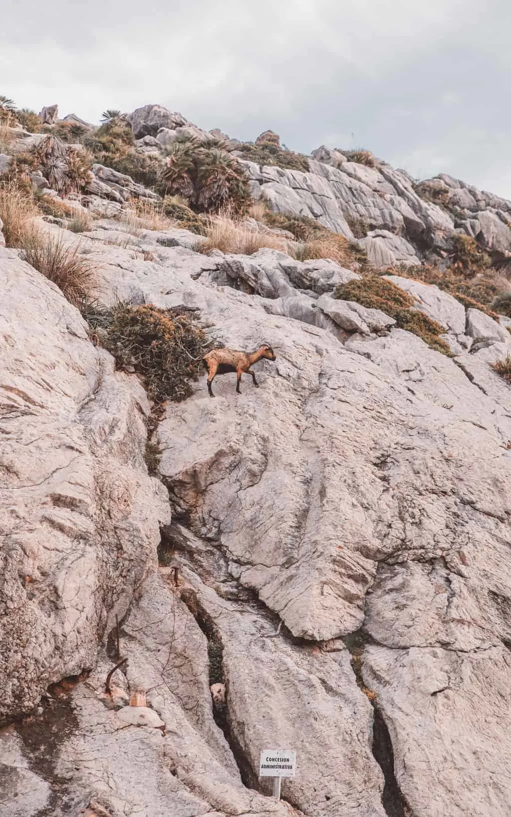 Mountain goats in Mallorca, Spain
