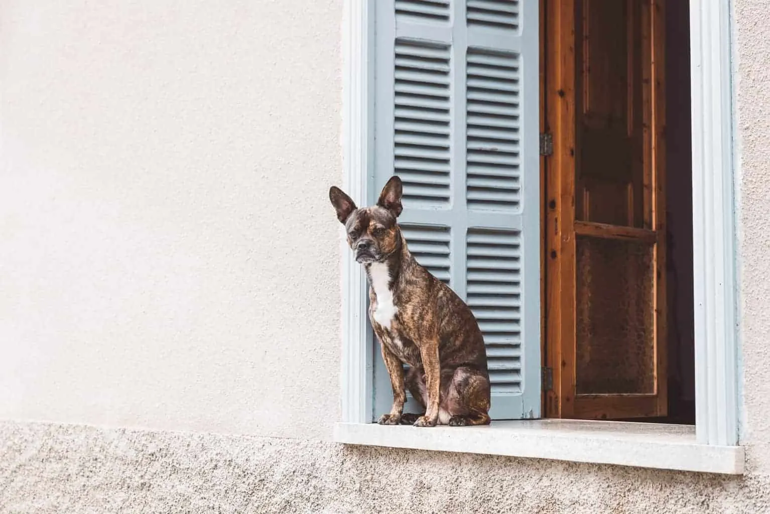 Dog in a Mallorcan village.