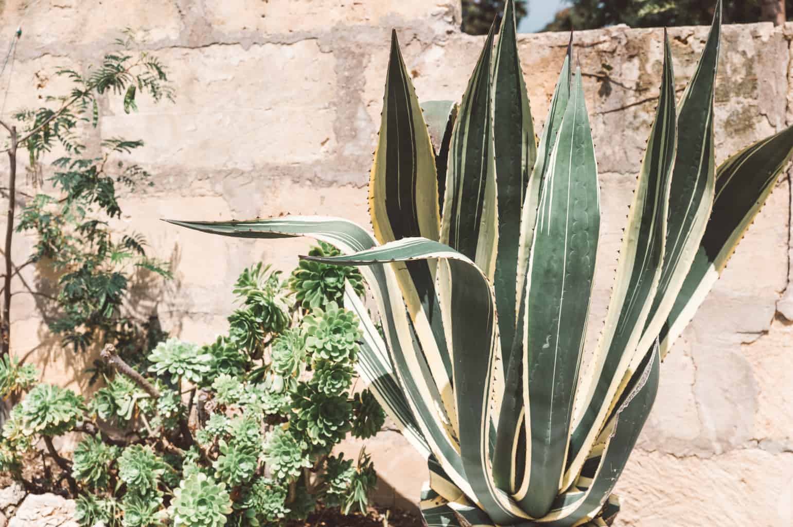 Cacti in Mallorca