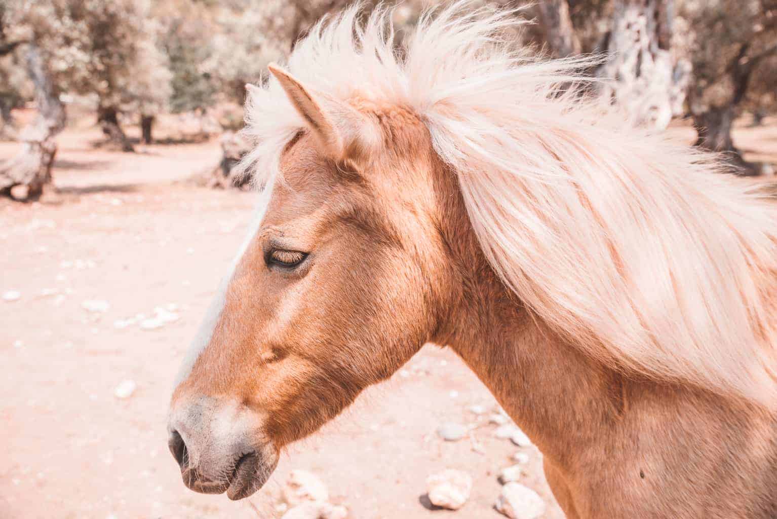 Horse at Cala Tuent beach in Mallorca.