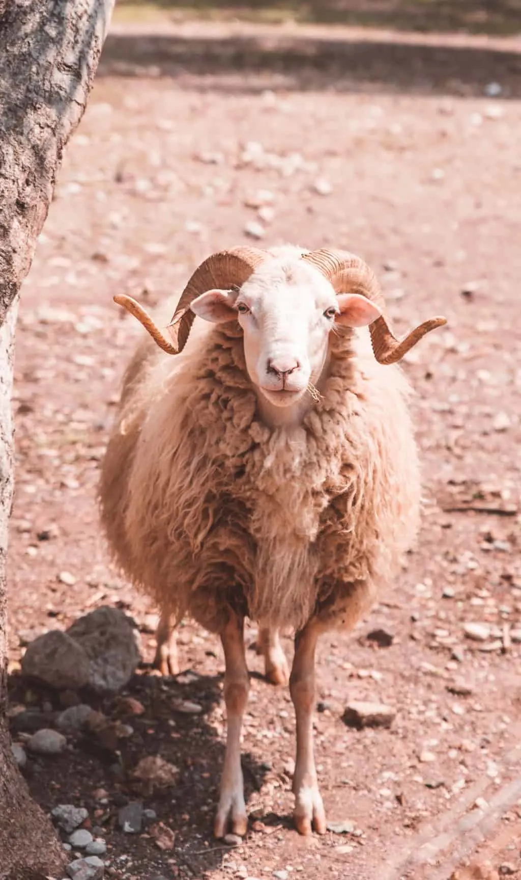 Sheep at Tuent Beach, Mallorca