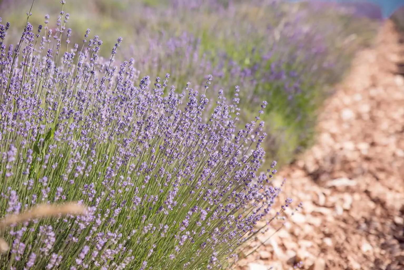 Fine lavender of Provence