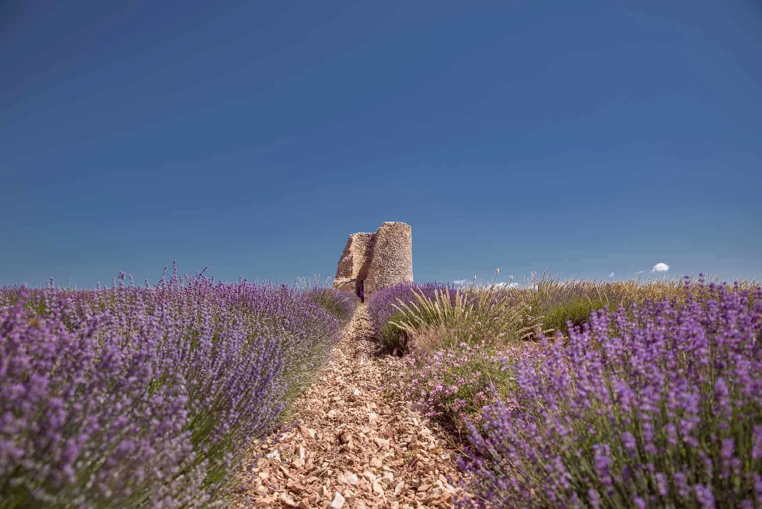 Fine lavender tour in Provence, France