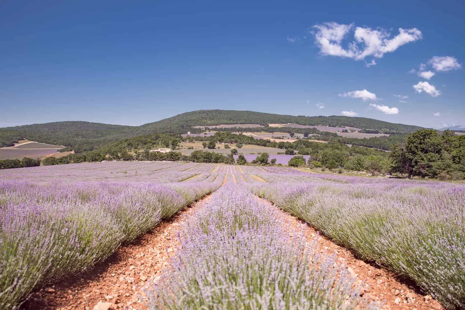 Lavender fields of Chateau du Bois.