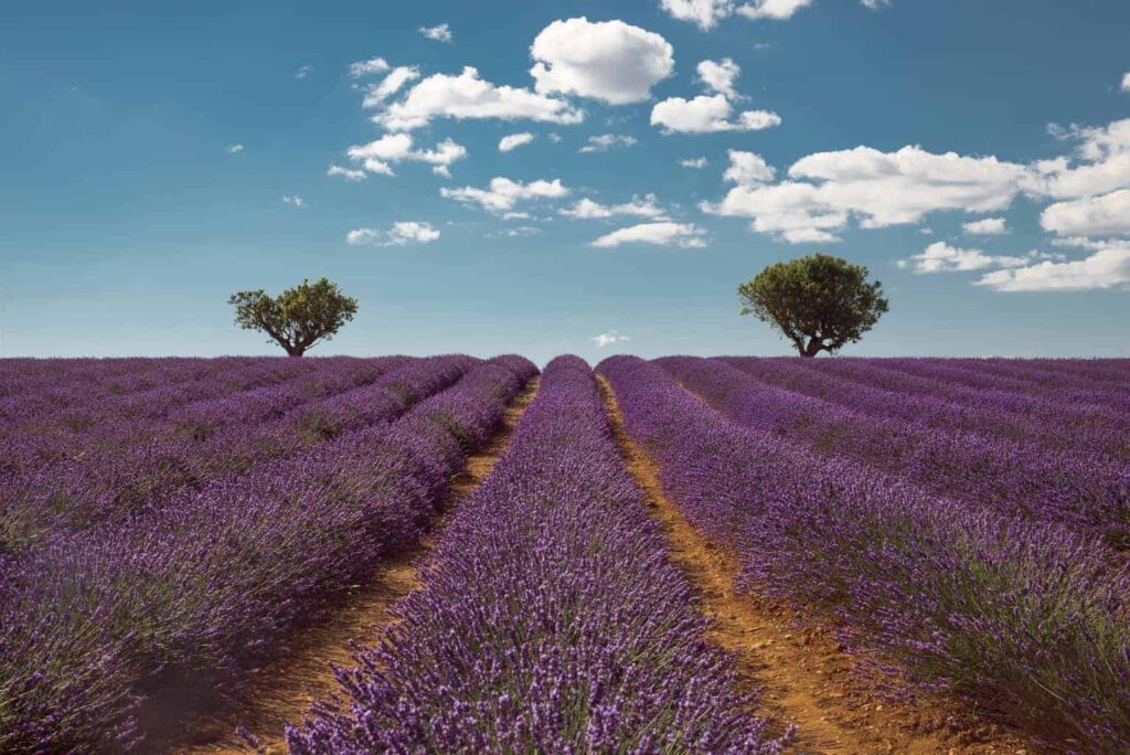 Valensole lavender fields.