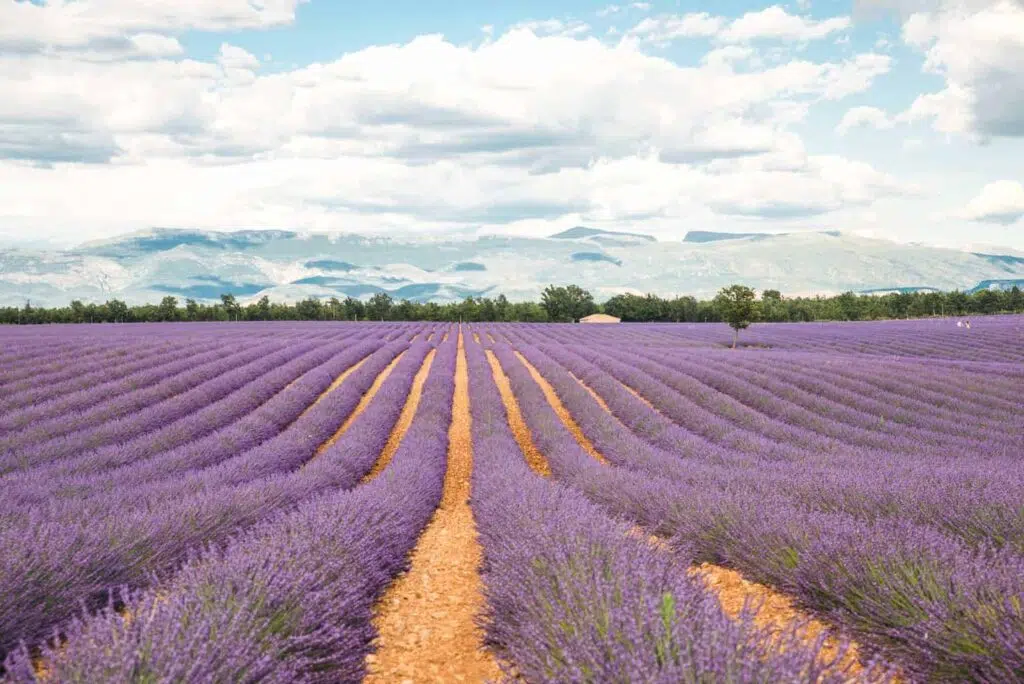 Lavender fields of Valensole, Provence, France