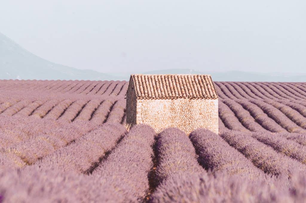 Lavender field in Valensole