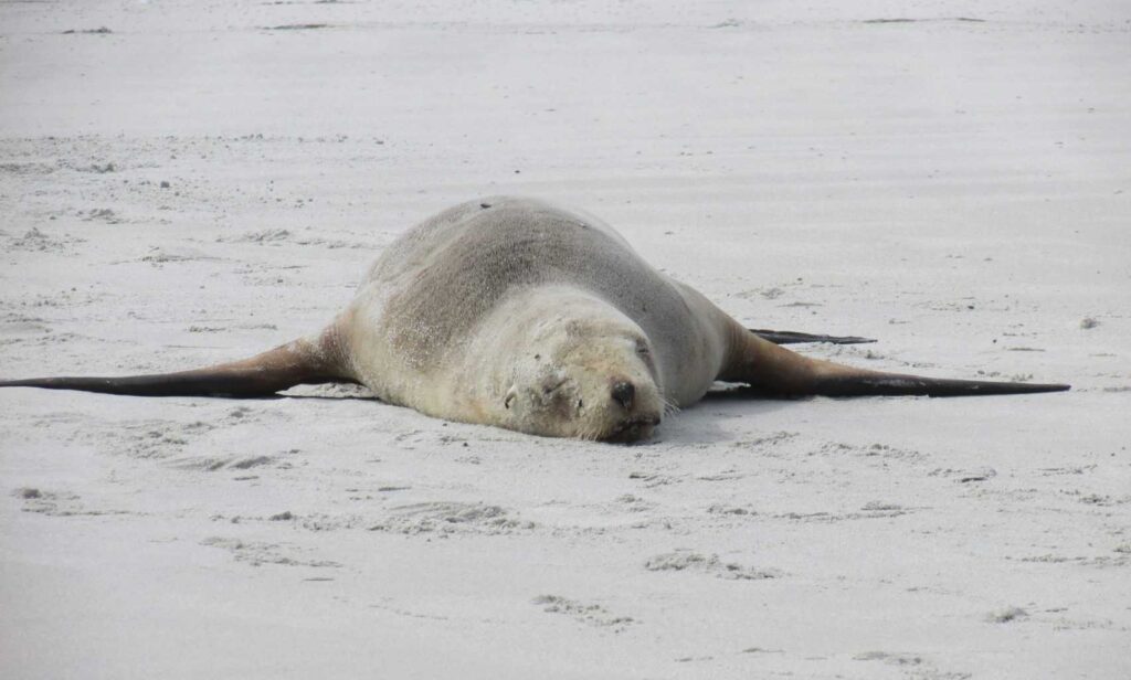 Allans strand i Otago er hjemsted for mange dyrearter