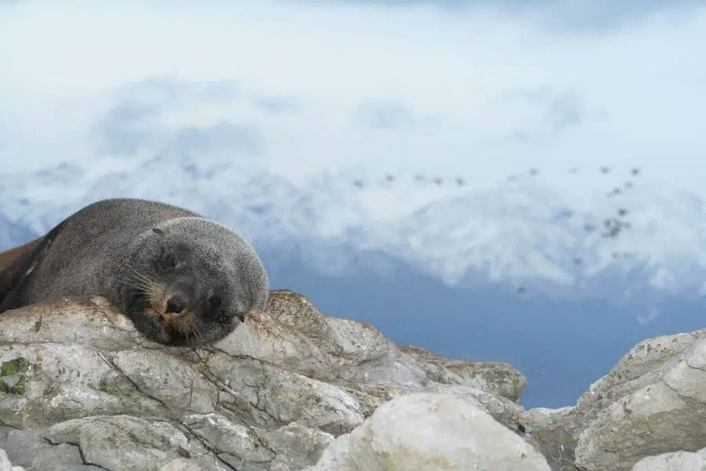 Ohau Point in Kaikoura is a great place to visit marine mammals in New Zealand.