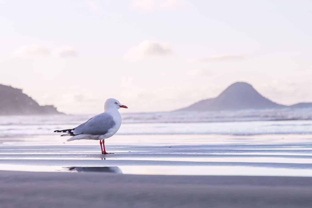  Ohope Beach è una delle spiagge più belle della Nuova Zelanda.