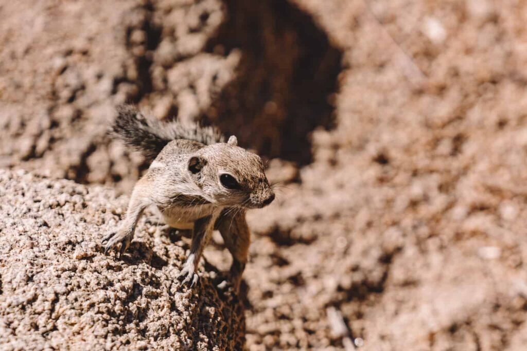 Animals of Joshua Tree National Park