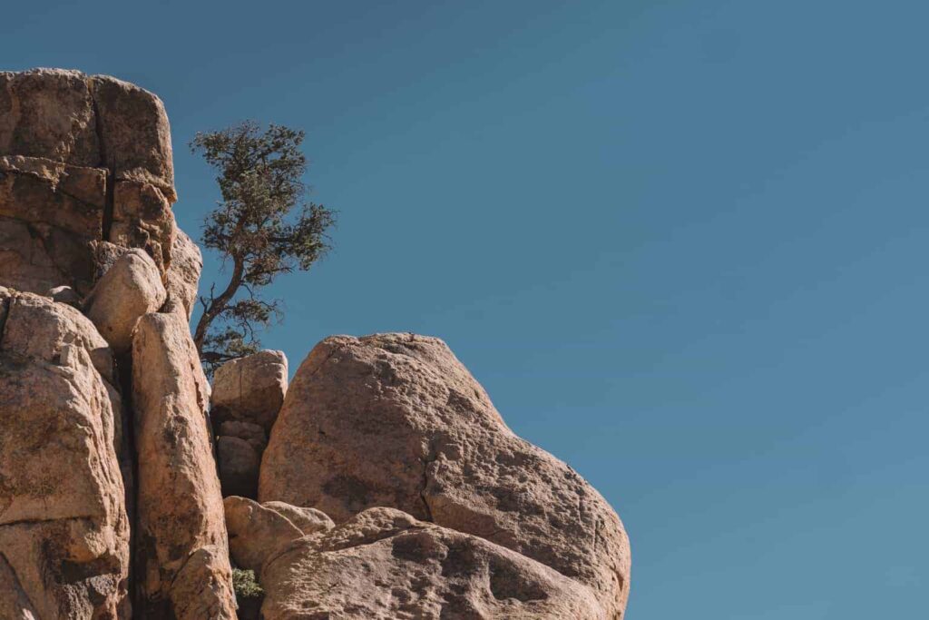 Joshua tree with kids