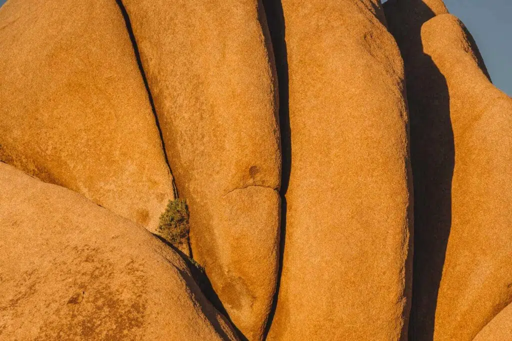 Jumbo Rocks, Joshua Tree National Park