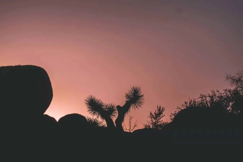 Cholla Cactus Garden Trail - Joshua Tree with Kids