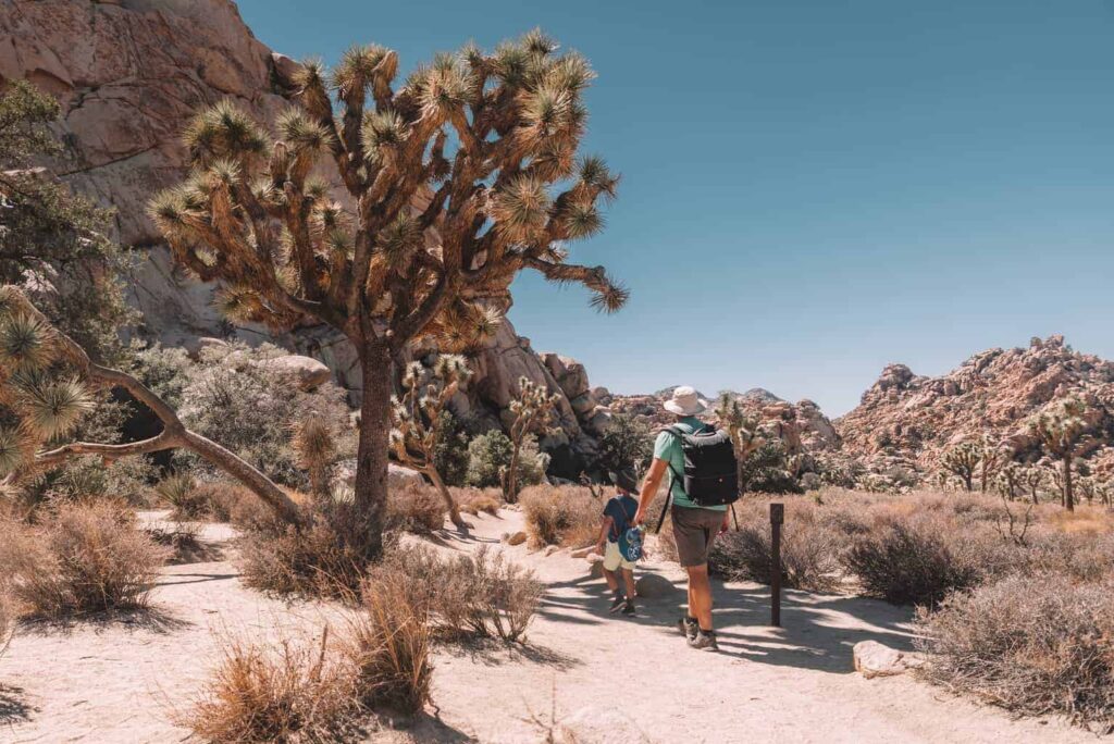 Joshua Tree with kids - Family friendly walks in Joshua Tree National Park