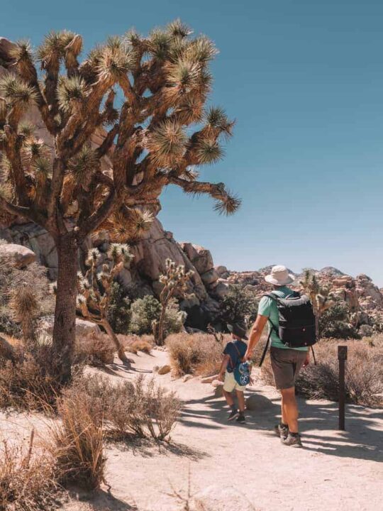 Joshua Tree with kids - Family friendly walks in Joshua Tree National Park