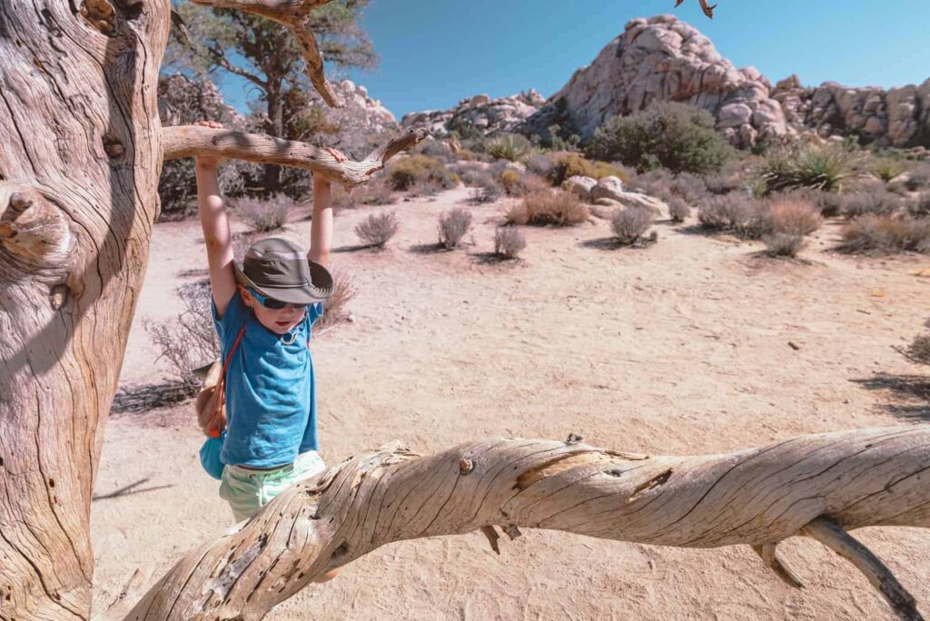 Exploring Joshua Tree with Kids