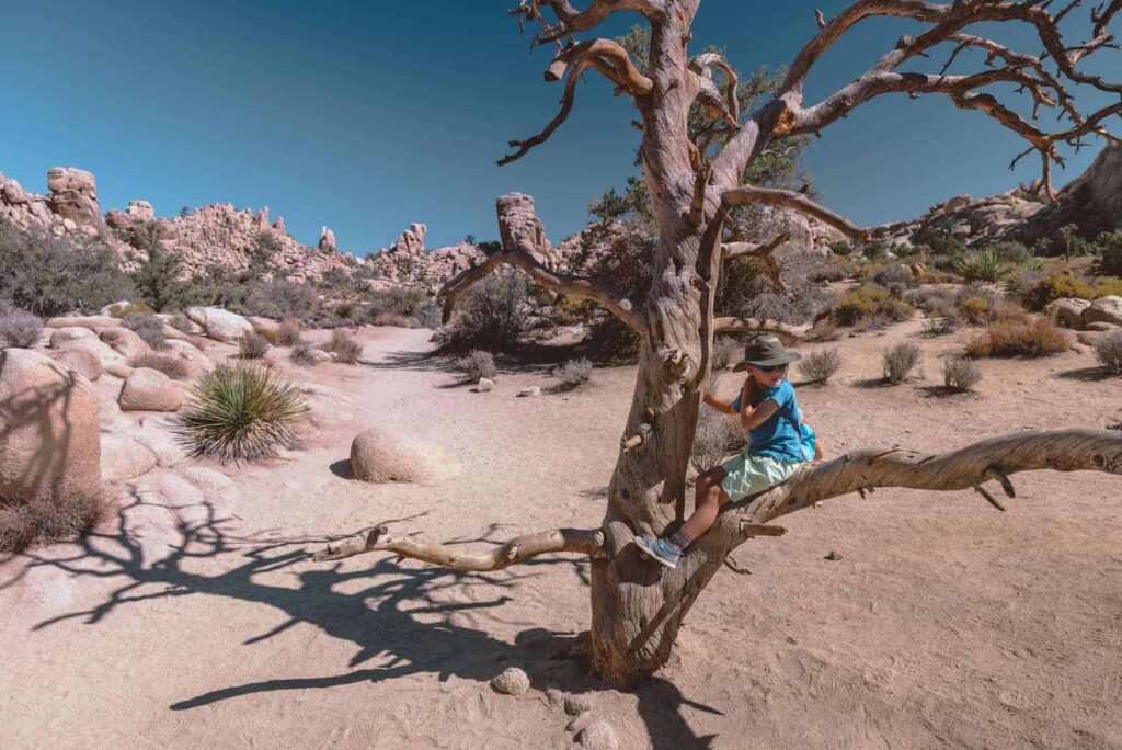 Visiting Joshua Tree National Park with kids
