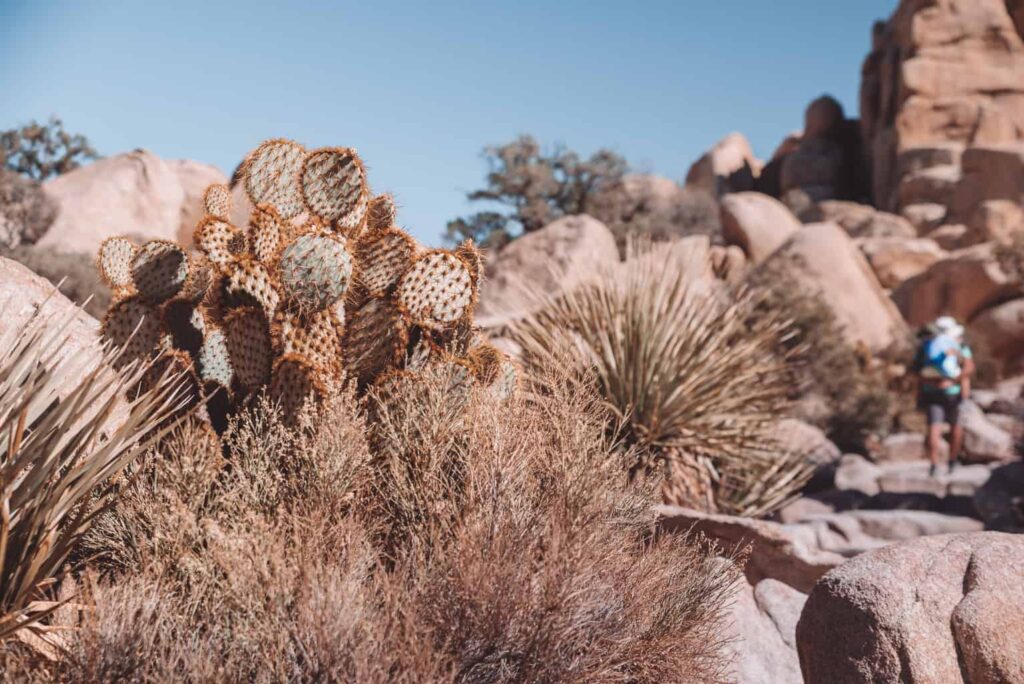 Best hikes in the Joshua tree national park with kids