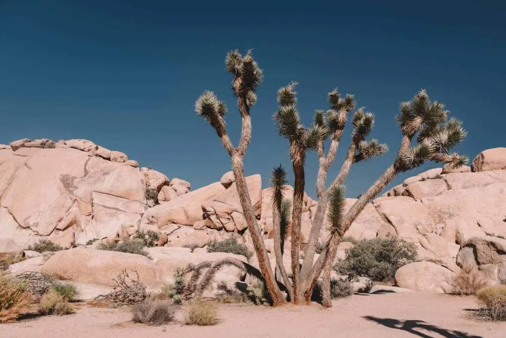 Walking the Barker Dam trail with kids - Joshua tree national park