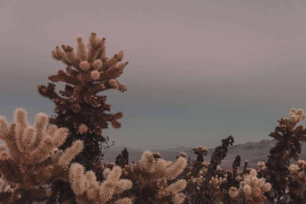 Cholla Cactus Garden Trail - Joshua Tree with Kids