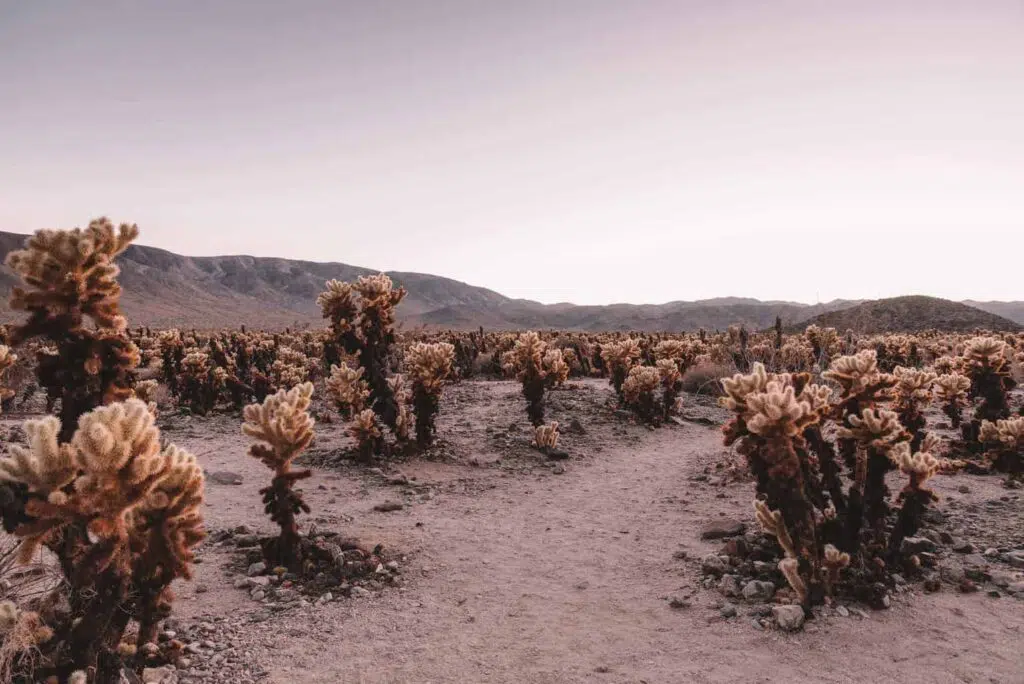 Cholla Cactus Garden Trail - Joshua Tree with Kids