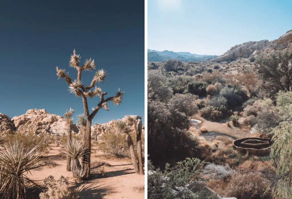 Joshua tree with kids - family friendly hikes in JT