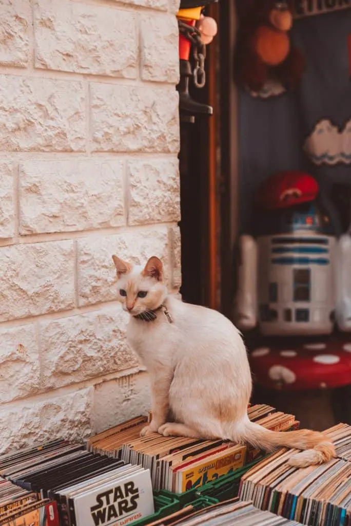 Cat sitting on books outside a store in Avignon, France.