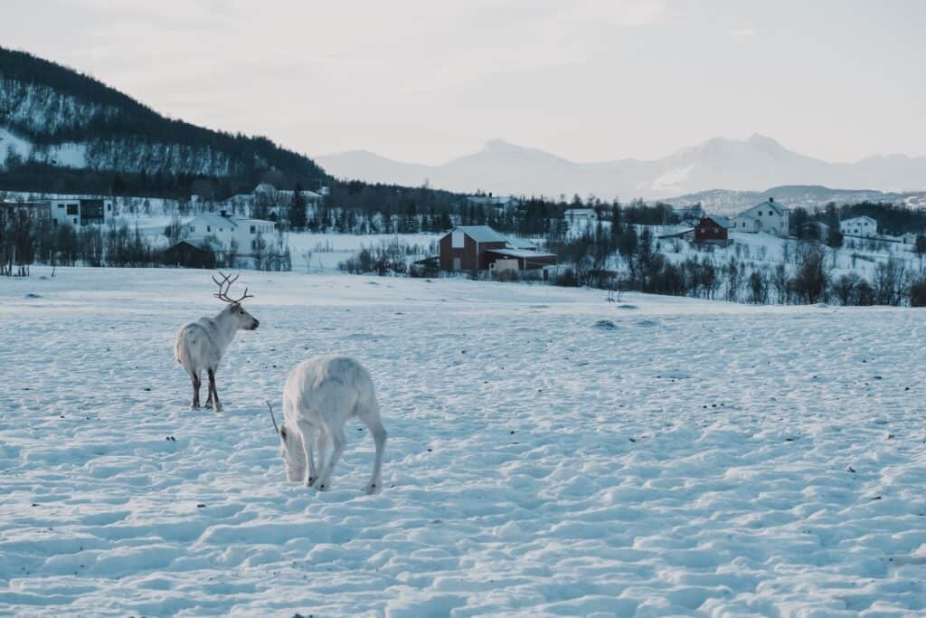 Tromso, Norway, is a winter wonderland. Making it one of the best places ti visit in Europe in January.