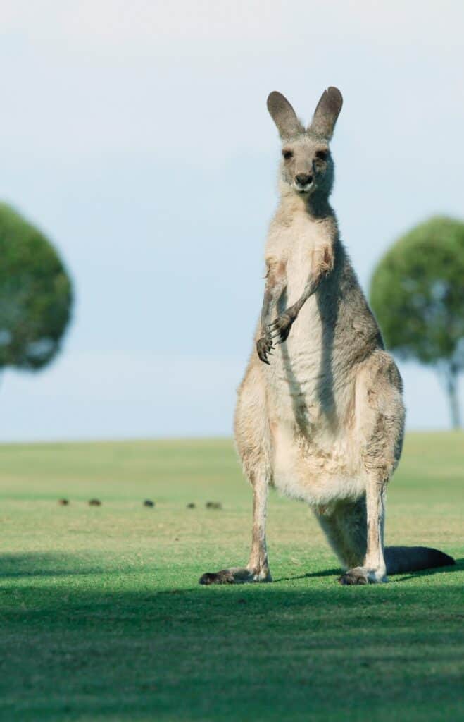 Things to know before travelling to Australia