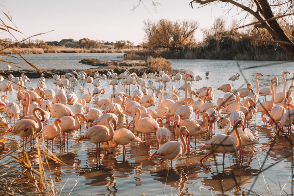 Flamingos in the Camargue