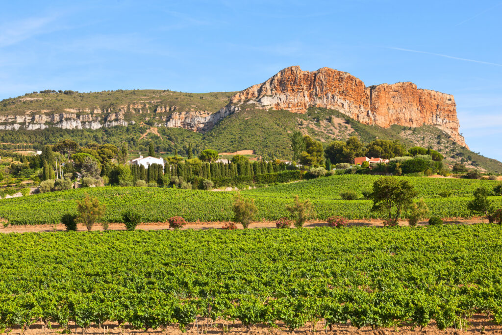 Vineyards in Cassis, France