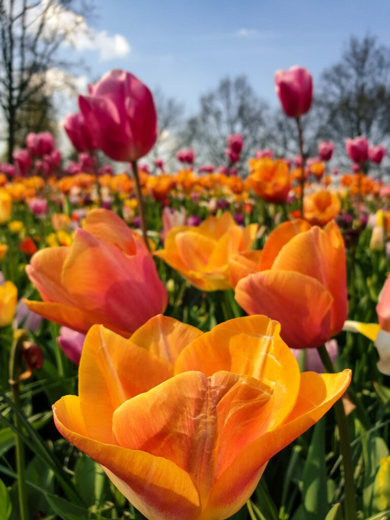 Festivales de Flores en Europa en mayo