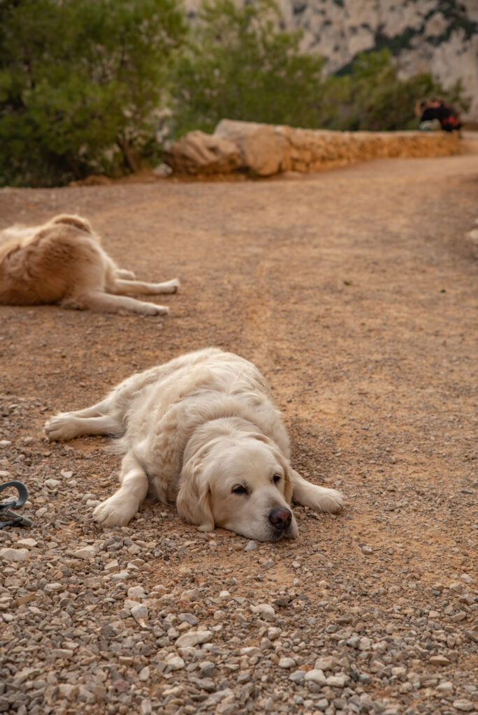 Tired dogs on the walk home, Calanques de Sugiton