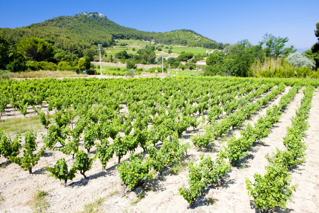 Bandol wine region in Provence