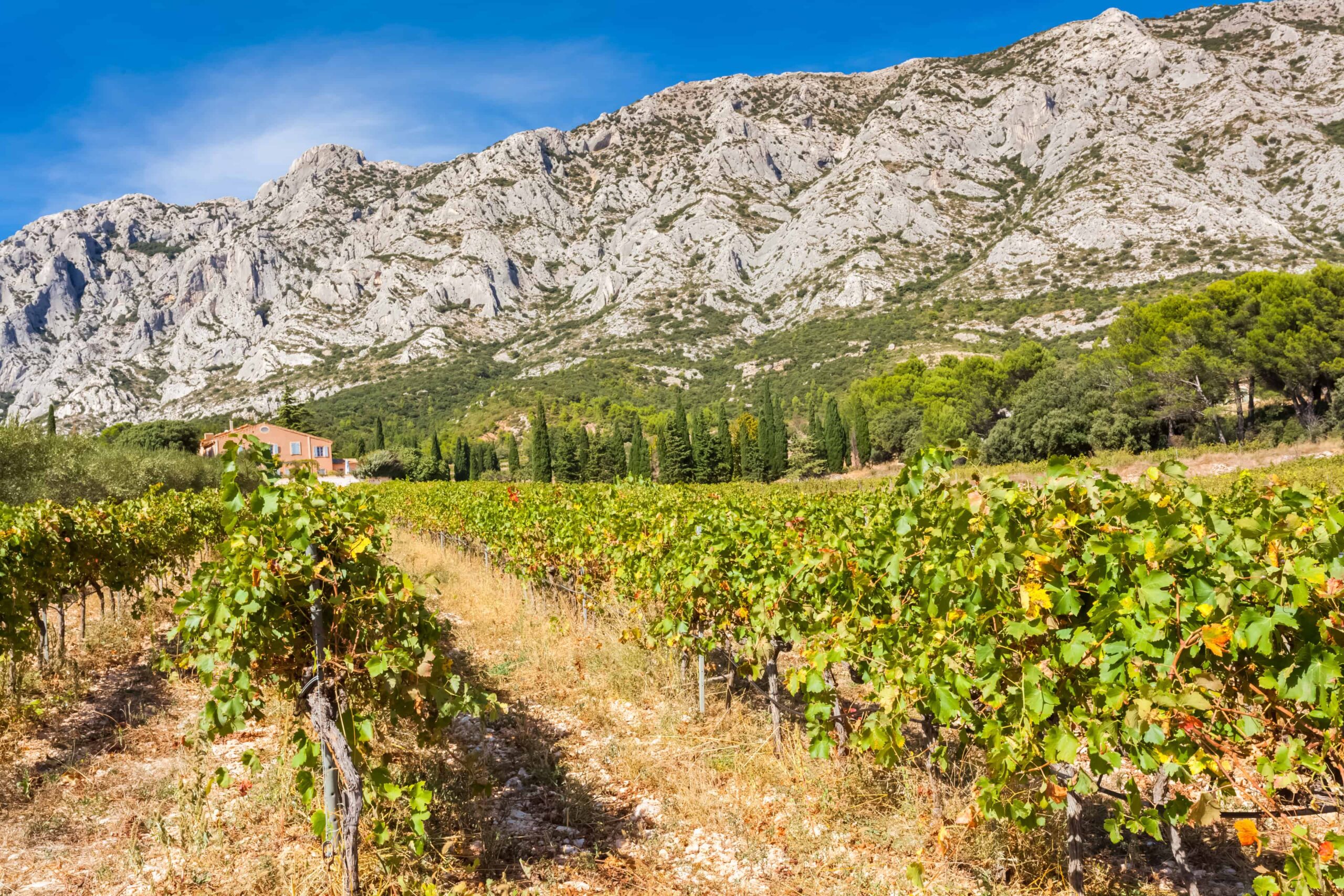 provence wine tour from nice