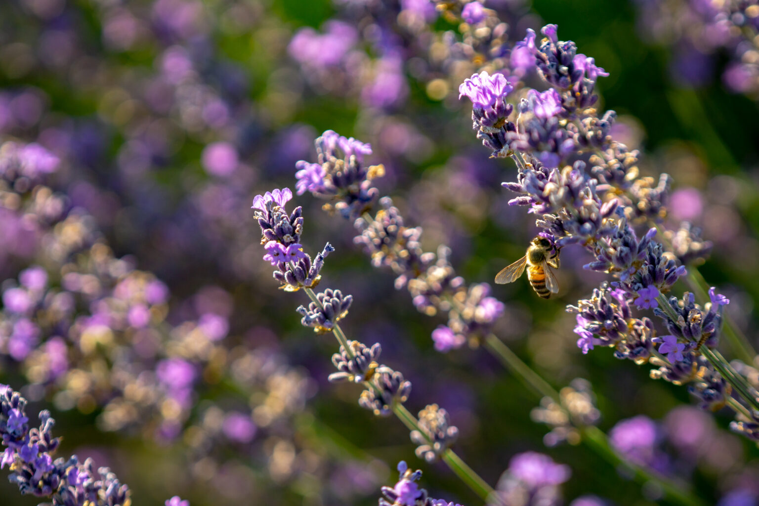 Best Lavender Fields of Provence, France 2021 Guide!