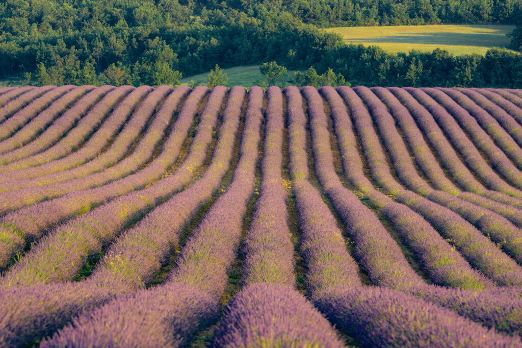 best time to visit lavender fields in provence