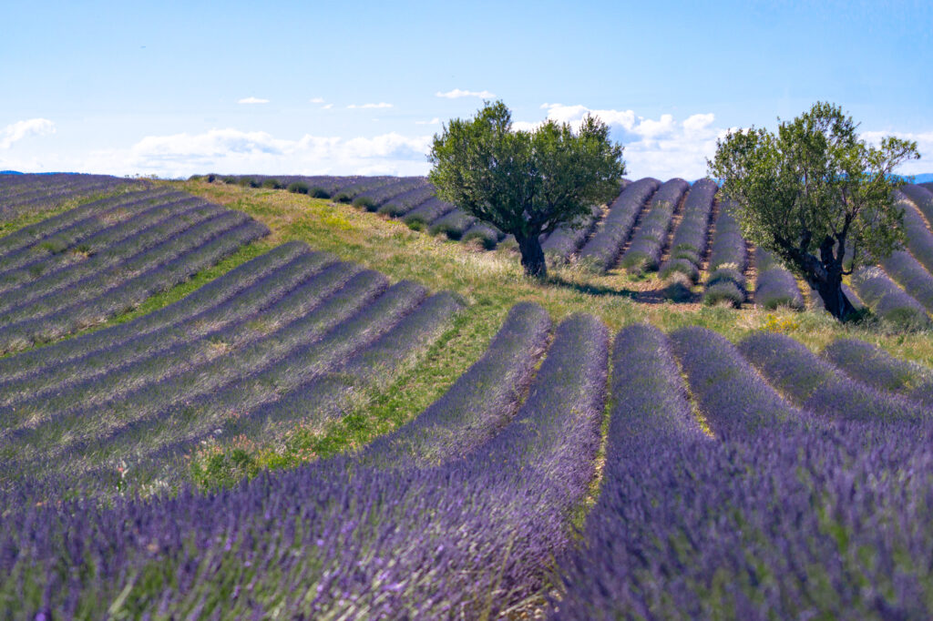 Best Lavender Fields of Provence, France 2021 Guide!