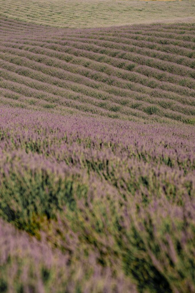 best time to visit lavender fields in provence