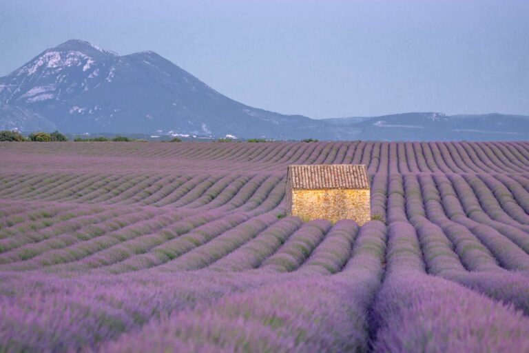 The Best Lavender Fields of Provence, France – 2024 Guide