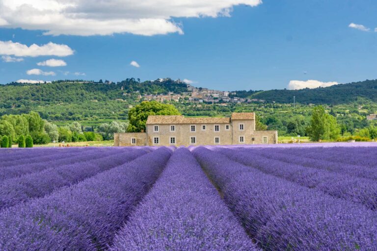 Visiting the Luberon Lavender Fields of Provence, France