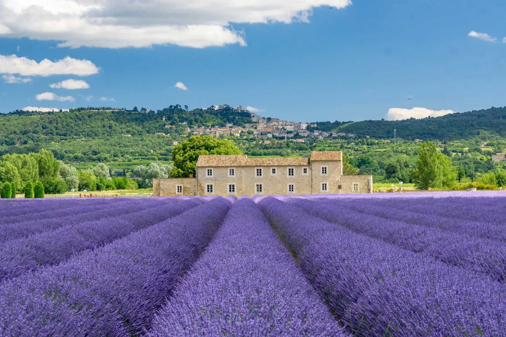 The Luberon lavender fields - Provence lavender route
