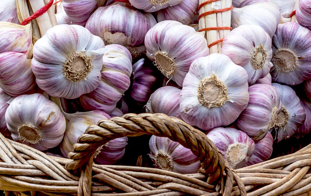 Pink Garlic festival in Lautrec, France