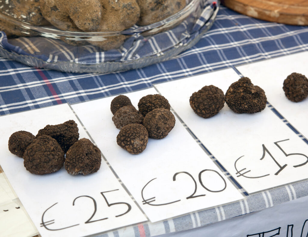 Truffle Festival France