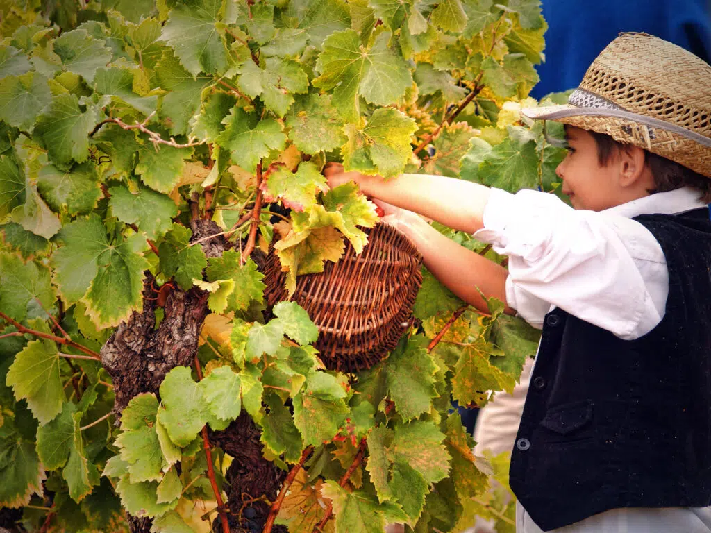 Wine Harvest festival France