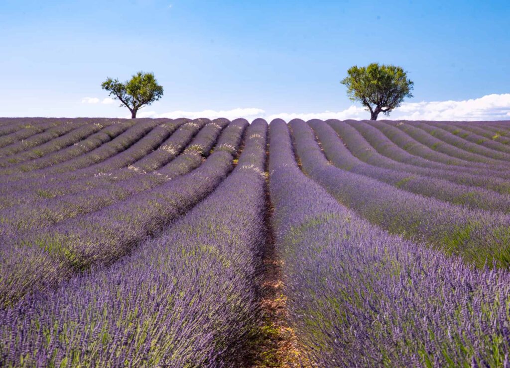 Valensole lavender fields in Provence, France