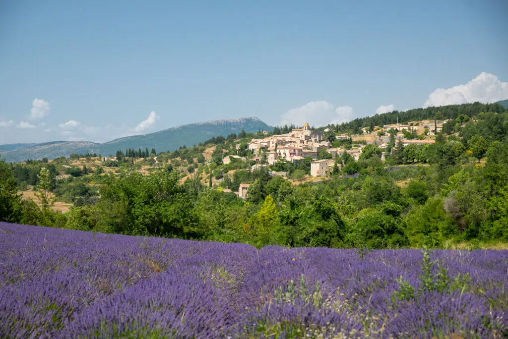 Lavender field in Sault, Provence, France
