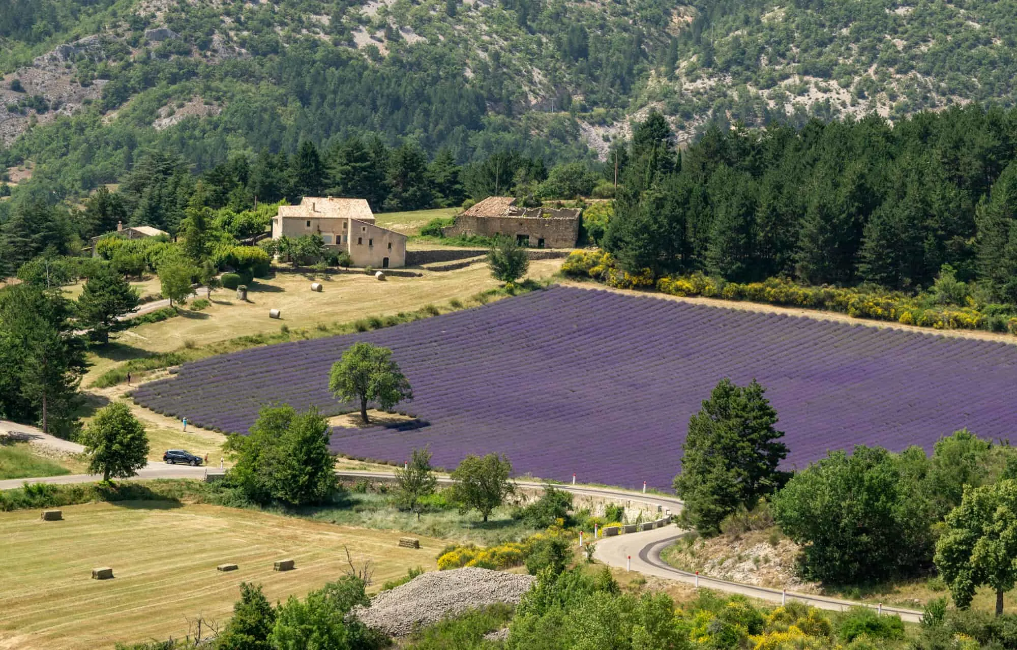 Sault lavender fields itinerary