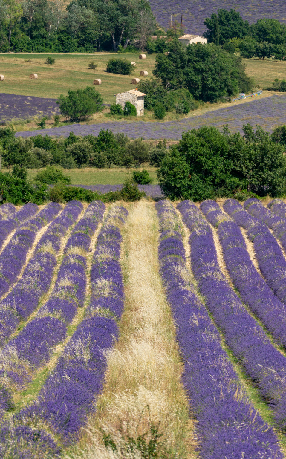 Ultimate Sault Lavender Fields Tour Le Long Weekend